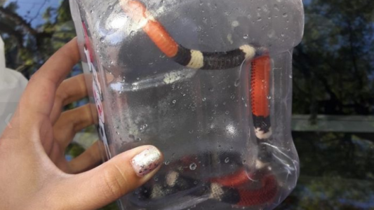 Un alumno llevó una serpiente coral a la escuela