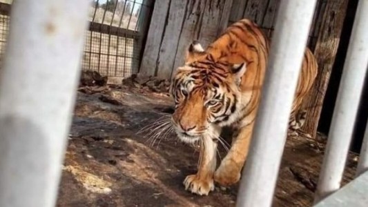 Buscan reubicar a 4 tigres de bengala que viven en San Luis en condiciones de hacinamiento