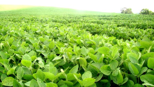 Un desarrollo rosarino que obtiene celulosa desde la soja, premiado en certamen internacional