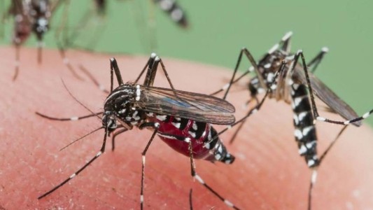 Con casi cuatro mil casos de dengue confirmados en el país, prevén un aumento en los próximos meses