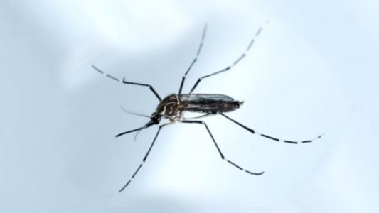 Descubrieron que un pH vaginal bajo promovería la transmisión del zika de hombre a mujer