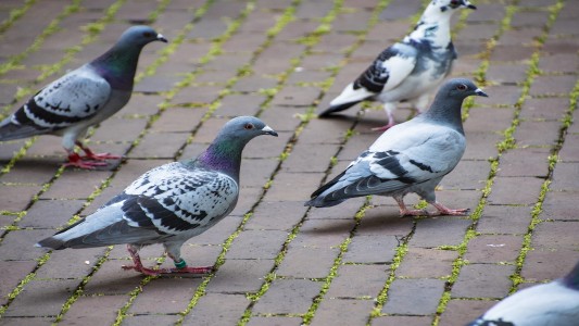 Alertan en La Pampa por casos humanos sospechosos de psitacosis transmitida por aves