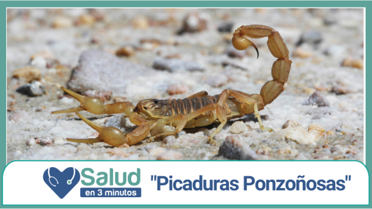 ¿Cómo actuar ante una picadura de alacrán?