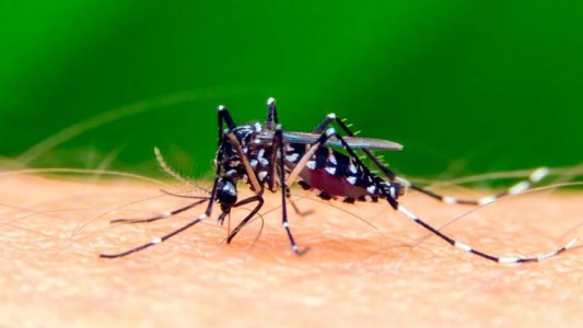 En pleno brote de Ómicron tampoco hay que descuidase de los mosquitos