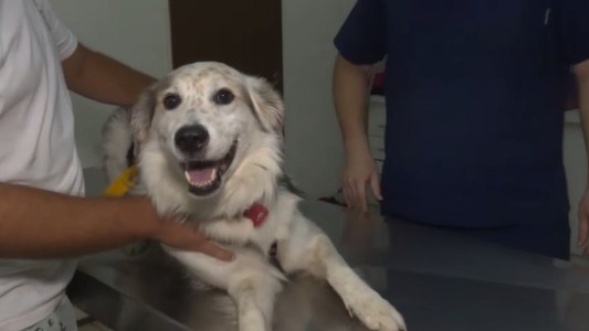 Qué cuidados hay que tener con los perros para protegerlos del sol