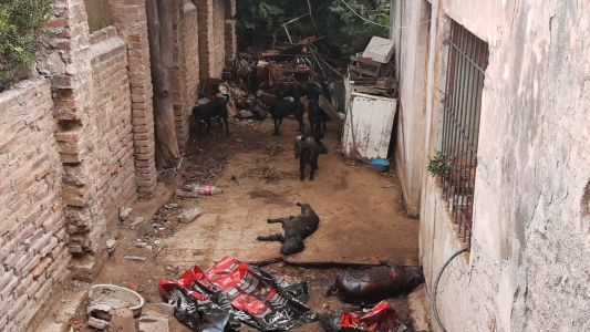 Espantosa situación por perros alojados en una casa en barrio Los Paraísos