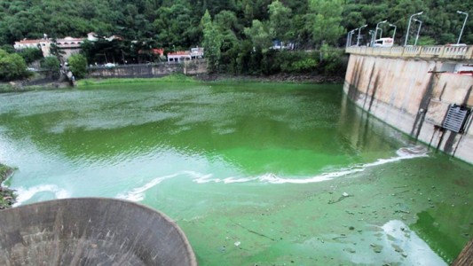 Contaminación hídrica: advierten sobre algas tóxicas