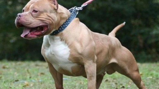 Su propio pitbull atacó a su beba de 7 meses: la nena tiene un pulmón perforado y está grave