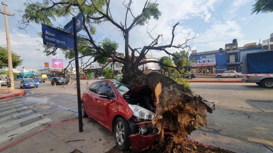 Se salvó de milagro tras impactar contra un árbol
