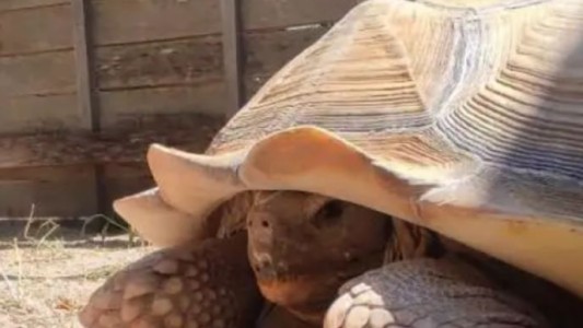 Encontraron en Mendoza una tortuga gigante que está en "peligro crítico"