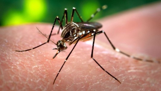 Continúa el operativo para prevenir dengue, chikungunya y zika
