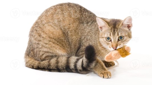 Imponen sanciones contra gatos rusos y la medida generó debate