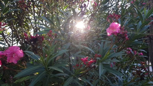 Buen tiempo, caluroso por la tarde, ascenso temperatura, máxima 31°