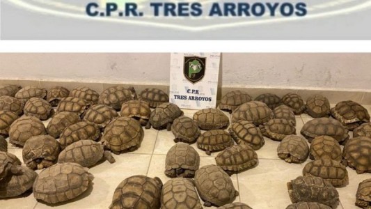 Secuestraron 140 tortugas durante un allanamiento en Tres Arroyos