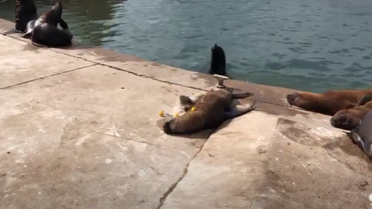 Rescataron a un lobo marino que quedó atrapado en una red de pesca