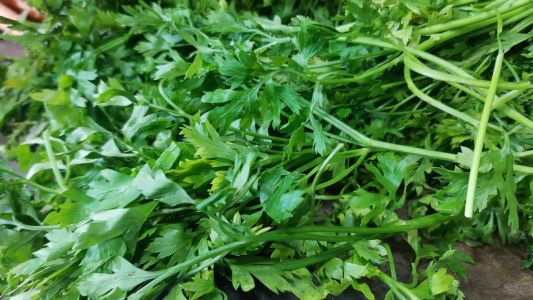 Cinturón verde de Córdoba: cada año se reduce la superficie para sembrar