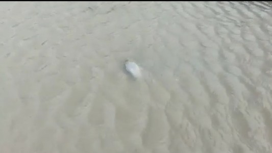 Video: Una corvina "nadó" por las calles tras el temporal en la costa