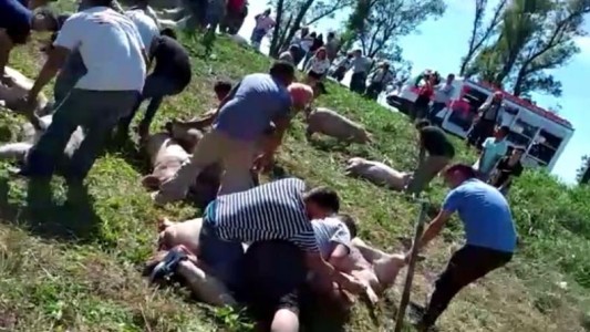 Video: volcó un camión con chanchos y los vecinos lo saquearon