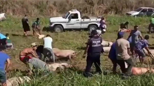 Identificaron a 30 personas que participaron del saqueo al camión que volcó con cerdos (1)