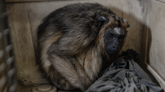 Una mona fue trasladada al Proyecto Carayá