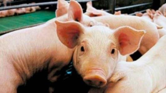 Reportaron 13 casos de triquinosis en Córdoba Capital