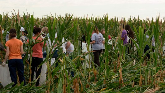 Convocan voluntarios para la chocleada solidaria 2022