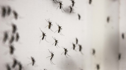 Alerta mosquitos: los virus transmitidos por estos insectos podrían provocar una nueva pandemia
