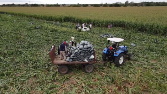Cosecharon maíz para comedores solidarios