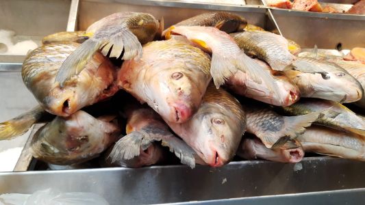 Gran demanda de pescados y huevos de pascua