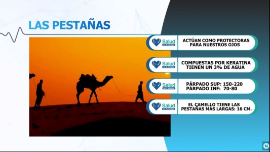 ¿Sabías que las pestañas más largas del mundo miden 20cm?