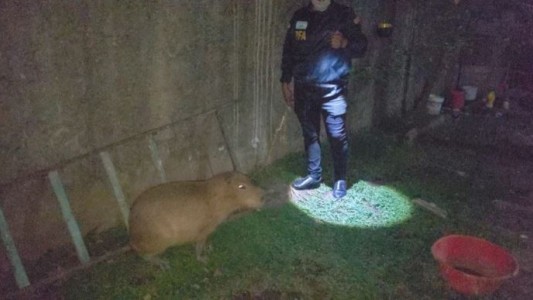 Villa Soldati: rescataron a un carpincho que era maltratado y estaba en estado de abandono
