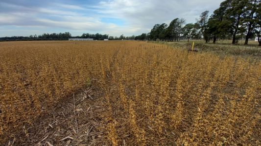 Río Segundo: tras la caída de granizo las pérdidas fueron casi totales
