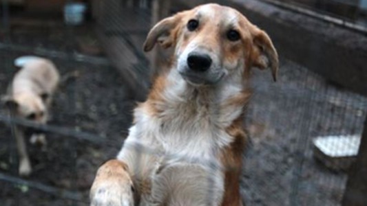"Genocidio animal": critican la decisión municipal de sacrificar a los perros que pasen 6 meses sin ser adoptados