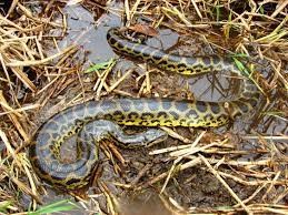 Cuatro niños fueron mordidos por víboras en la ciudad de Santa Fe