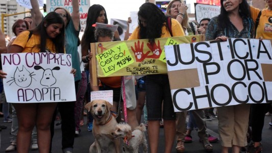 Día del Animal: piden nuevas leyes y endurecer las penas por maltrato