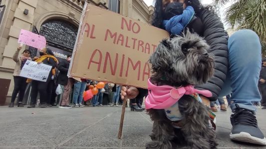 En el día del animal, organizaciones expresaron preocupación por el maltrato