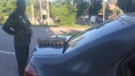Gendarmería frenó a un remis en un control de rutina: una pasajera llevaba una pitón