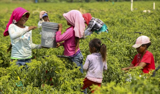La campaña para erradicar el trabajo infantil en la cosecha de yerba mate