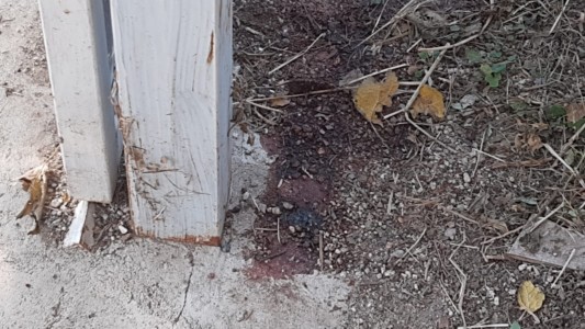 Liberan al vecino que mató al presunto ladrón en Villa Allende Parque