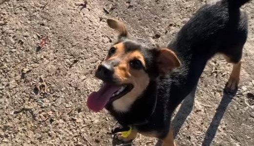 Así pasa sus días de cuarentena "Coco", el perro al que le prohibieron el ingreso al país