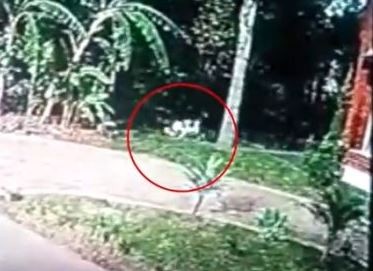 Video: Un pitbull mató a una perra salchicha frente a dos nenas de 3 y 10 años