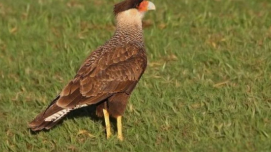 Comadrejas, zorros y caranchos muertos en un campo: investigan si hubo envenenamiento