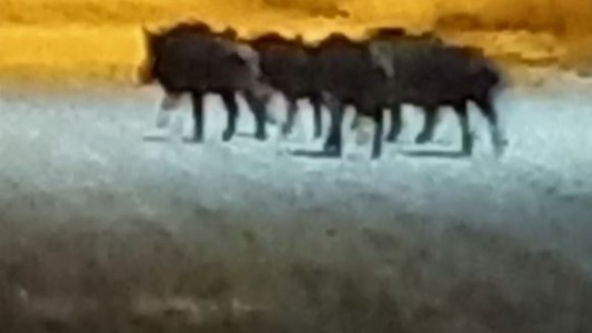 Video: Jabalíes invadieron un barrio cerrado en Las Grutas