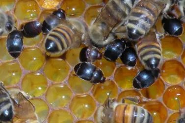 Una plaga de escarabajos de Bolivia amenaza las colmenas argentinas