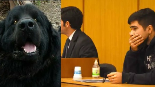 Declarado culpable por matar a patadas a un perro en General Roca