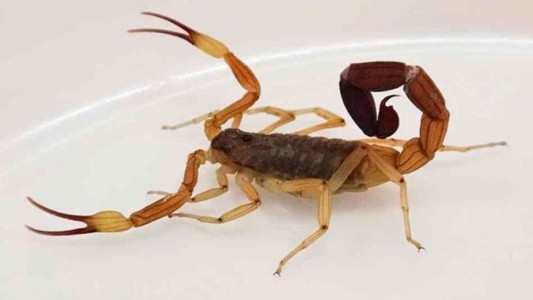 Murió un nene de 4 años por la picadura de un alacrán: "Hubo una demora en la colocación del suero de unas 4 horas"