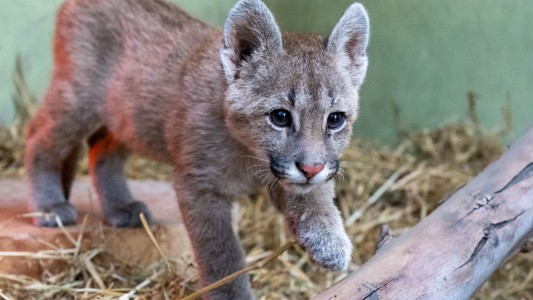Rescataron a un puma cachorro y lo trasladaron al Parque de la Biodiversidad