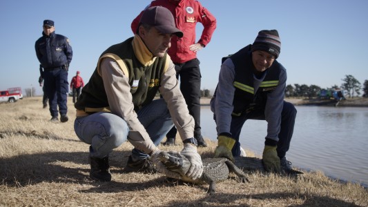 Rescatan un yacaré en General Baldiserra
