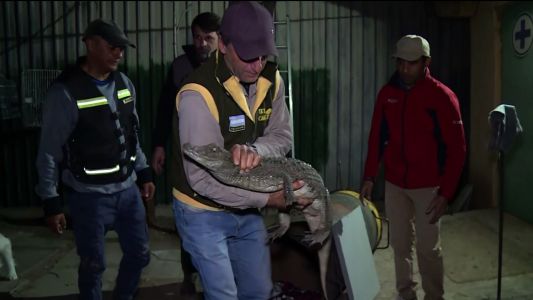 Encontraron un yacaré en General Baldissera y fue trasladado a la reserva Tatú Carreta