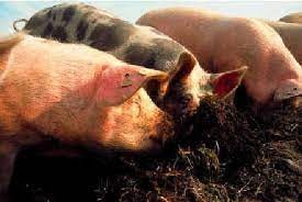 Alerta triquinosis: aumentan los casos en Santa Fe y Córdoba